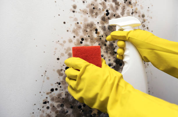 Mold Removal and Inspection in Paris, AR