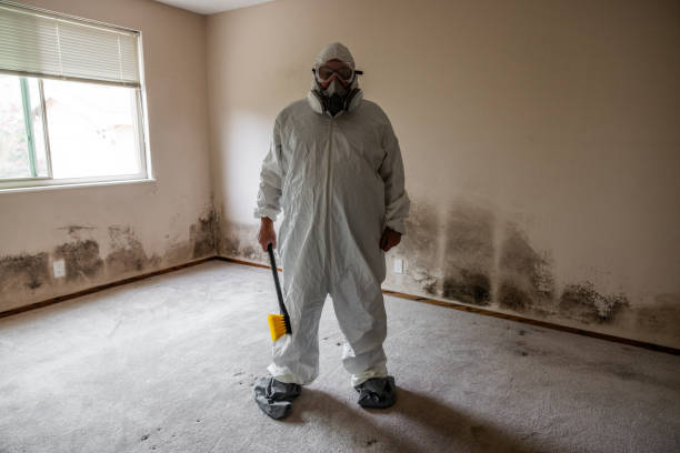 Attic Mold Removal in Paris, AR