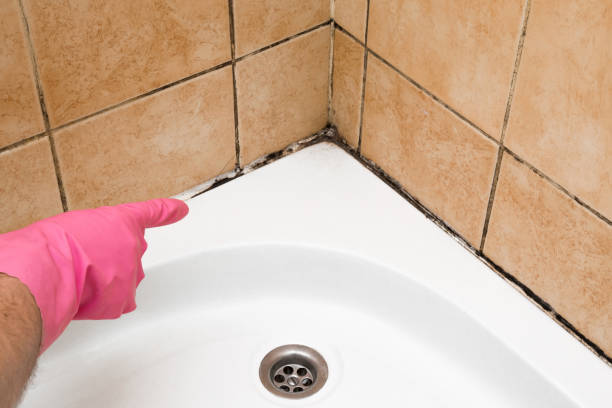 Best Attic Mold Removal  in Pis, AR